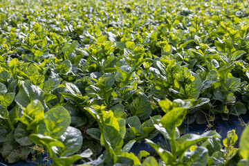 農場のツルムラサキ -Indian spinach-