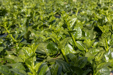 農場のツルムラサキ -Indian spinach-