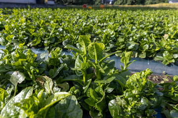農場のツルムラサキ -Indian spinach-