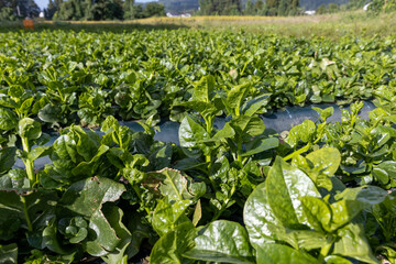 農場のツルムラサキ -Indian spinach-