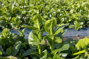 農場のツルムラサキ -Indian spinach-