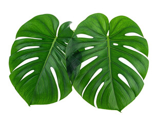 Two large, vibrant green split-leaf philodendron leaves isolated on black