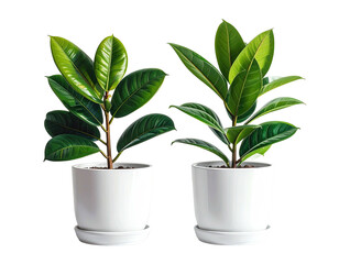 Two potted plants with large, shiny green leaves, isolated on a black background