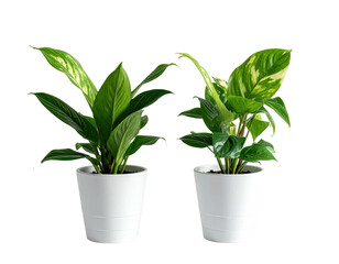 Two potted plants with vibrant green leaves sit in white pots against a blank backdrop