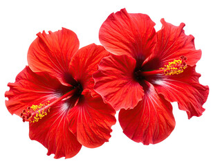 Vivid close-up of two vibrant red hibiscus flowers with prominent details
