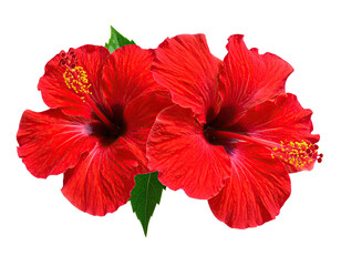 Two vibrant red tropical flowers with intricate petals and a green leaf