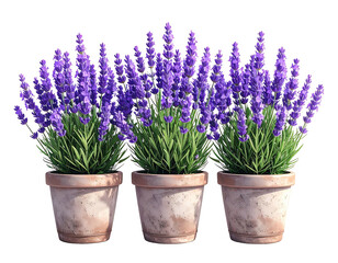 Fototapeta premium Three potted lavender plants with vibrant purple flowers