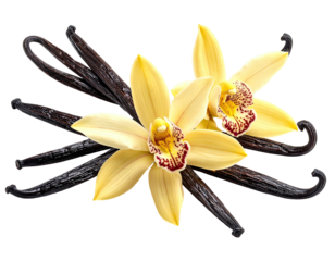 Two yellow orchids with spotted centers, and dark, cured vanilla beans on black