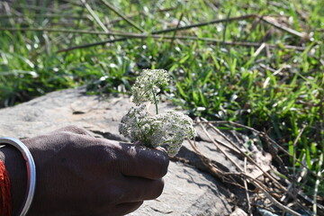 Indian Moon Carrot flower. Its common names Indian Stone Parsley, Vanayamam, Vanayamani and Seseli diffusum. It is used in many Ayurvedic medicines.