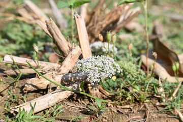 Indian Moon Carrot flower. Its common names Indian Stone Parsley, Vanayamam, Vanayamani and Seseli diffusum. It is used in many Ayurvedic medicines.