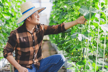 Male farmer inspects the fruits at a cucumber farm