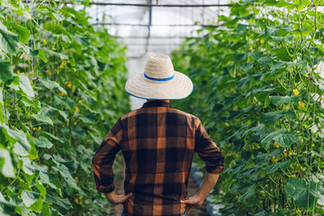 Male farmer inspects the fruits at a cucumber farm.