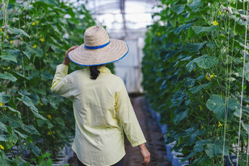 Female farmer inspects the fruits at a cucumber farm.