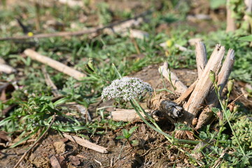 Indian Moon Carrot flower. Its common names Indian Stone Parsley, Vanayamam, Vanayamani and Seseli diffusum. It is used in many Ayurvedic medicines.