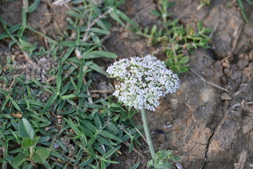 Indian Moon Carrot flower. Its common names Indian Stone Parsley, Vanayamam, Vanayamani and Seseli diffusum. It is used in many Ayurvedic medicines.