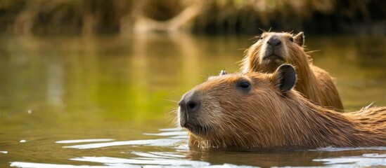 Capybaras peacefully swimming in tranquil waters with trees in the background, one with fur in light brown color.