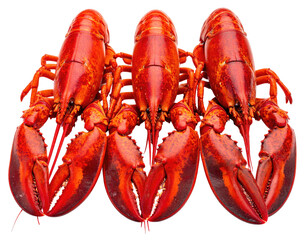 Three vibrant cooked lobsters with large claws, arranged closely