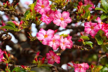 Adenium obesum, Pink desert rose flowers in full bloom.