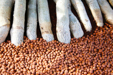 Adenium obesum with thick exposed roots above soil and clay pebbles.