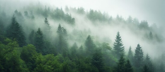 Lush forest landscape with fog, tall green trees, and serene atmosphere in a cloudy day, creating a hazy ambiance.