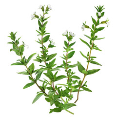 Fototapeta premium Detailed close-up of blooming thyme plant with white flowers and green leaves isolated on white background