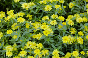 Yellow zinnias in full bloom