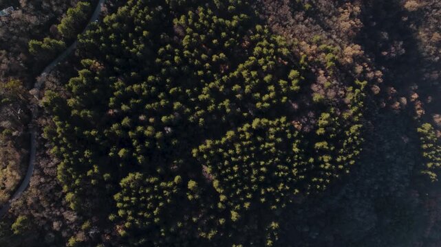 Aerial View of a Lush Green Pine Forest Beside a Winding Mountain Road in Vodno