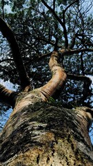 A powerful worm's-eye view of a large, majestic tree. The textured bark, covered in patches of moss or lichen, is sharp in the foreground.