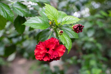Red flower