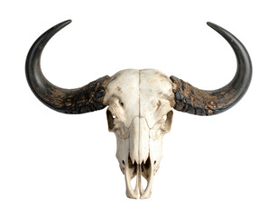 Close-up of a white buffalo skull with dark horns on a solid black background