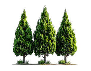 Three tall green trees, evergreen and full, isolated against a dark background