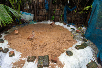 Cow dung deposition in a rural village