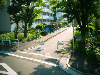 Residential Street with Summer Sunlight and Green Trees in Suburban Neighborhood
