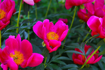 Obraz premium Beautiful pink peony flowers in full bloom in a Japanese garden.