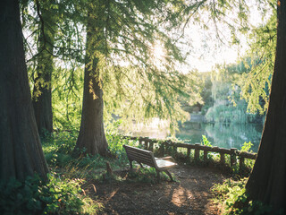 Wooden Bench in Forest with Sunlight by Lakeside in Peaceful Nature