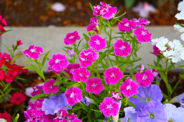 Dianthus flowers blooming beautifully in the garden.