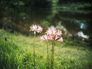 Pink Spider Lily Flowers Blooming by Lakeside in Natural Sunlight