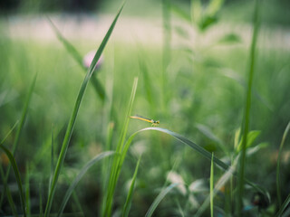Damselfly Resting on Green Grass Blade in Natural Summer Background