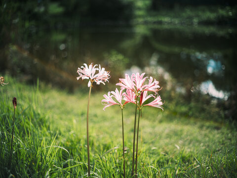 Pink Spider Lily" Images  Browse 16 Stock Photos, Vectors, and Video |  Adobe Stock