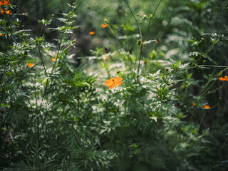 Orange Cosmos Flower Blooming in Green Field with Natural Sunlight