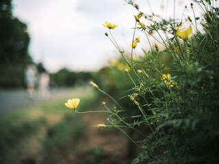Yellow Cosmos Flowers Blooming in Field under Soft Sky
