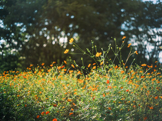 Orange Cosmos Flowers Blooming in a Sunny Field with Forest Background