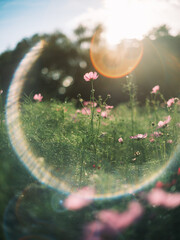 Pink Cosmos Flowers in Backlight with Sun Flare