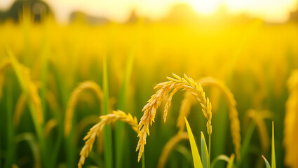 Obraz premium Photorealistic Impressionistic Field of Ripe Golden Wheat for a Stunning Landscape