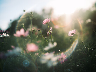 pink cosmos, cosmos flowers, pink wildflowers, flower field, blooming meadow, pink blossoms, wildflower field, cosmos bloom, floral background, nature background, flower closeup, dreamy flowers, sun f