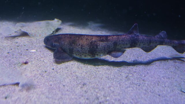 Close up of a cat shark swimming around flounders or flatfish resting on the sea bed underwater