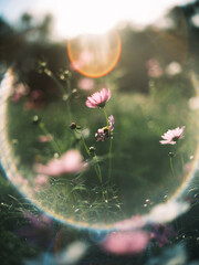 Pink Cosmos Flowers with Sunlight and Lens Flare in a Meadow