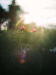 Pink Cosmos Flowers with Sunlight and Dreamy Lens Flare
