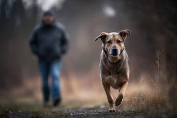 A dog walks with a person on a forest path against blurred green forest background.