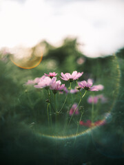 Pink Cosmos Flowers with Sunlight and Artistic Lens Flare in a Meadow